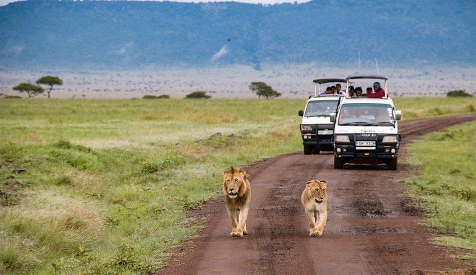 kenya-safaris-masai-mara-safari-tour