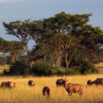 kenya-safaris-what-you-need-to-know