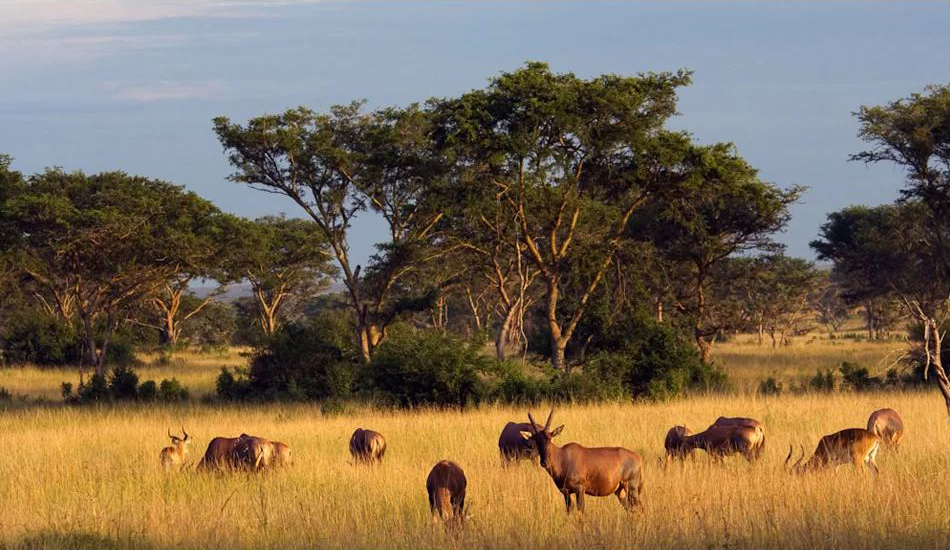 kenya-safaris-what-you-need-to-know