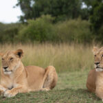 lions-at-maasai-mara