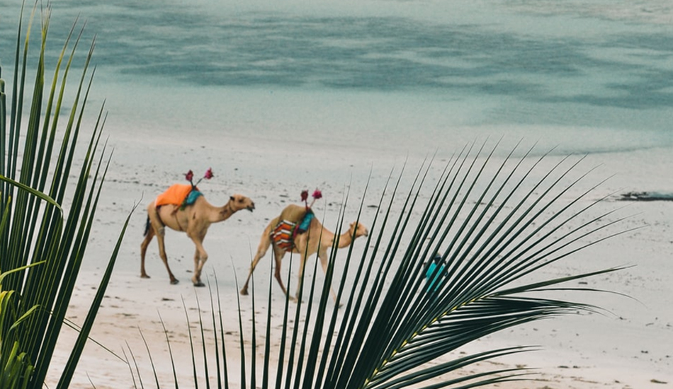 guide-to-visiting-diani-beach