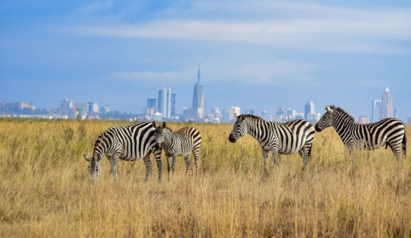 7 Fun Places to Visit in Nairobi with Children – Bush Barbeque Safari ...